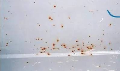 1502868102438452.jpg 32.jpg